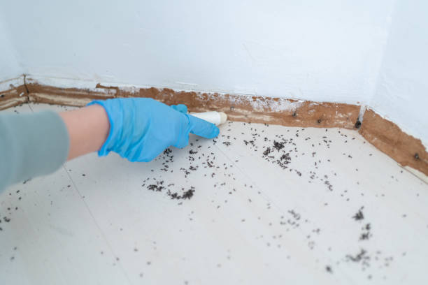 Best Insect Control  in Wapakoneta, OH